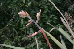 Aechmea emmerichiae