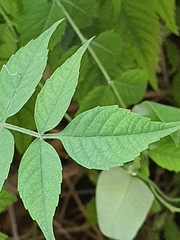 Campsis radicans