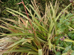 Aechmea emmerichiae