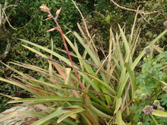 Aechmea emmerichiae