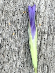 Gentianopsis detonsa