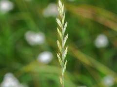 Elymus repens