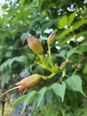 Campsis radicans