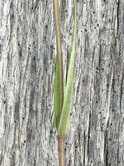 Gentianopsis detonsa