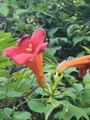 Campsis radicans