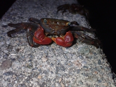 Chiromantes haematocheir