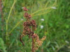 Rumex