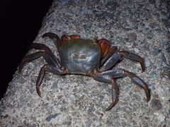 Chiromantes haematocheir