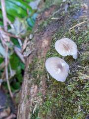 Hydropus marginellus