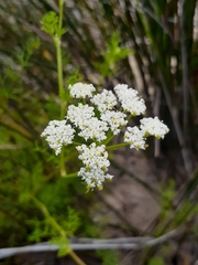 Dasispermum perennans