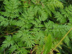 Anthriscus sylvestris