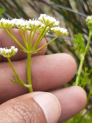Dasispermum perennans