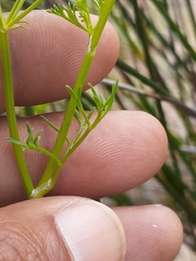 Dasispermum perennans