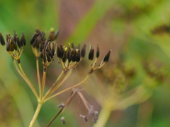 Anthriscus sylvestris