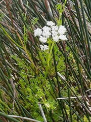 Dasispermum perennans