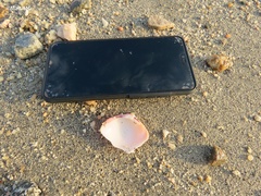 Megapitaria aurantiaca