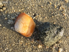 Megapitaria aurantiaca