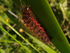 Acronicta menyanthidis