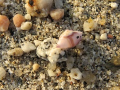 Muricoidea