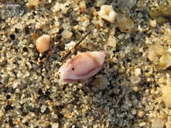 Muricoidea