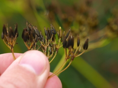 Anthriscus sylvestris
