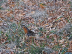 Erithacus rubecula