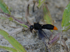Synagris