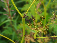 Anthriscus sylvestris