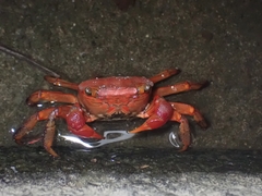 Chiromantes haematocheir