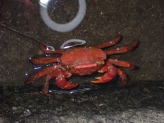 Chiromantes haematocheir