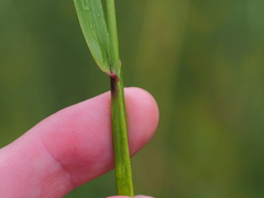 Alopecurus pratensis