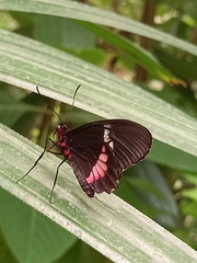 Parides iphidamas