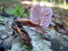 Gymnopus iocephalus