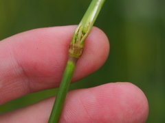 Alopecurus pratensis