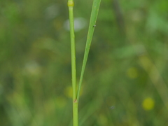 Alopecurus pratensis