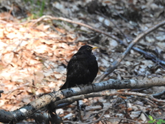 Turdus merula