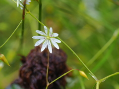 Stellaria graminea