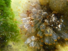 Ecteinascidia turbinata