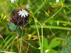 Stellaria graminea