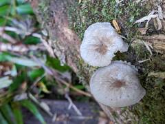 Hydropus marginellus