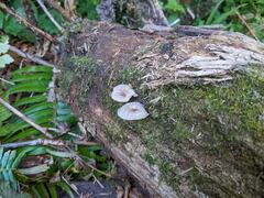 Hydropus marginellus