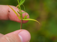Stellaria graminea