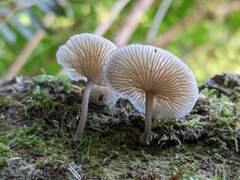 Hydropus marginellus