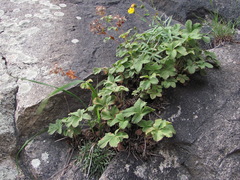 Potentilla brachypetala