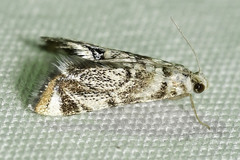 Eoparargyractis irroratalis