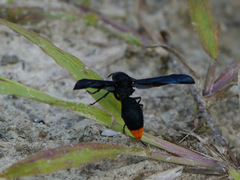 Synagris