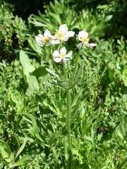 Anemonastrum zephyrum