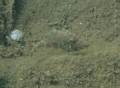 Stephanolepis diaspros