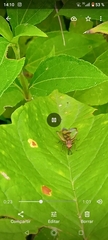 Phylloscyrtus