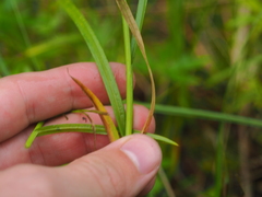 Carex leporina